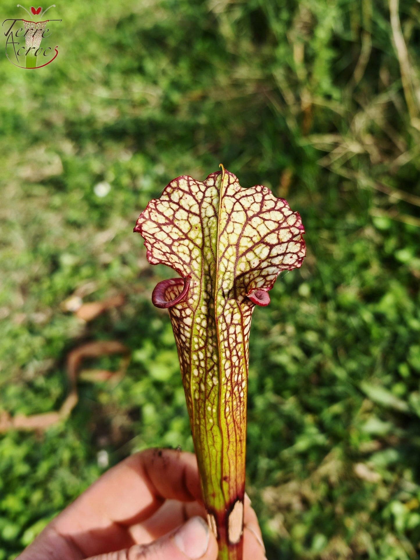 LBU05 Hybride Sarracenia