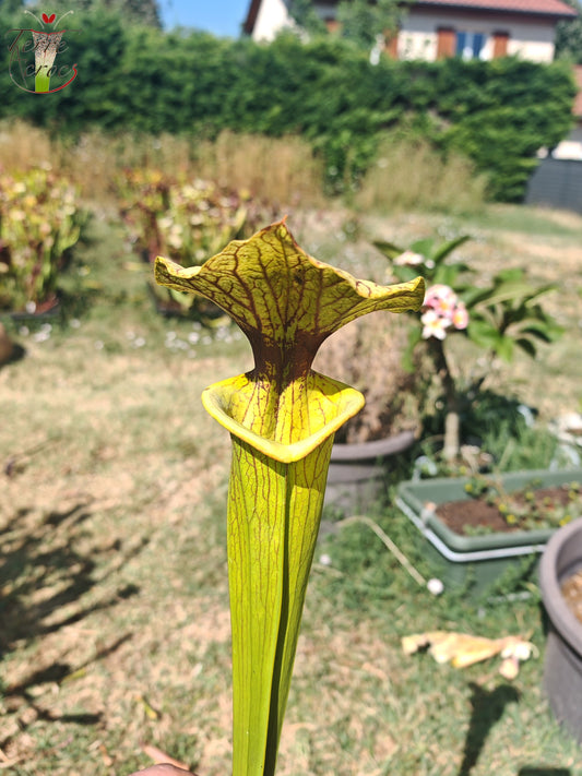 LBU06 Sarracenia hybride unique