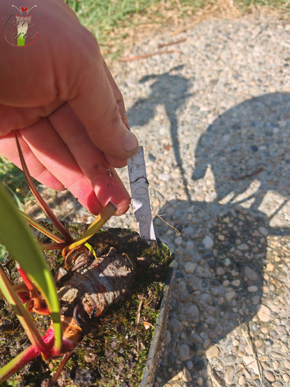 LBU06 Sarracenia hybride unique