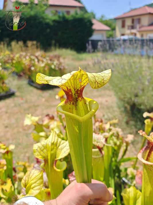 LBU06 Unique hybrid Sarracenia