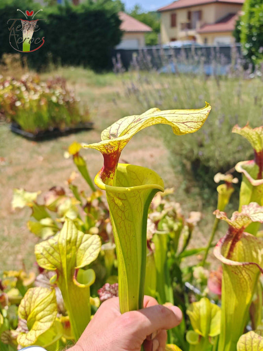 LBU06 Unique hybrid Sarracenia