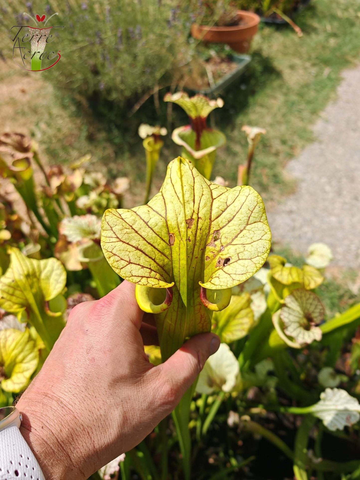 LBU06 Unique hybrid Sarracenia