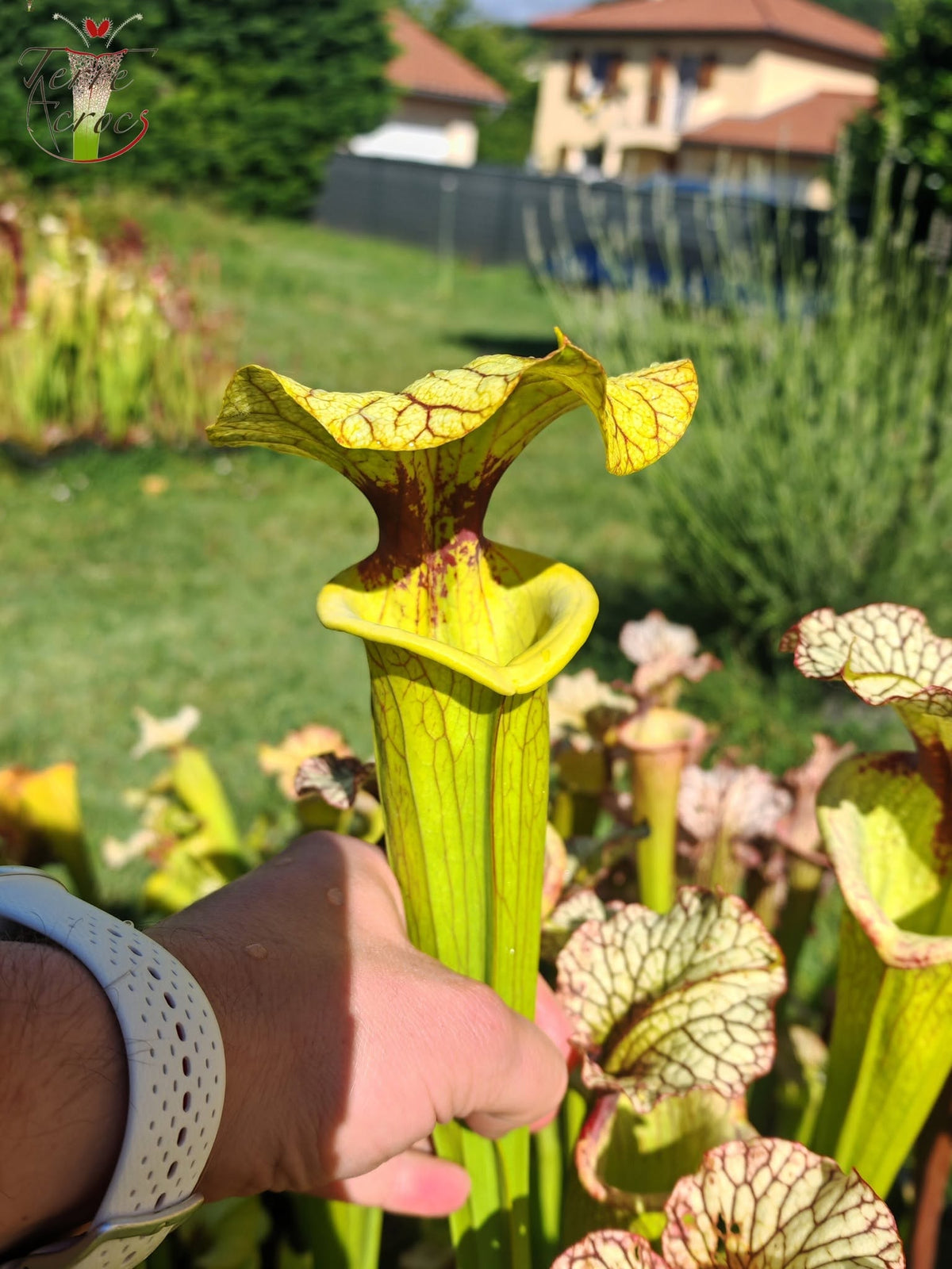 LBU06 Unique hybrid Sarracenia
