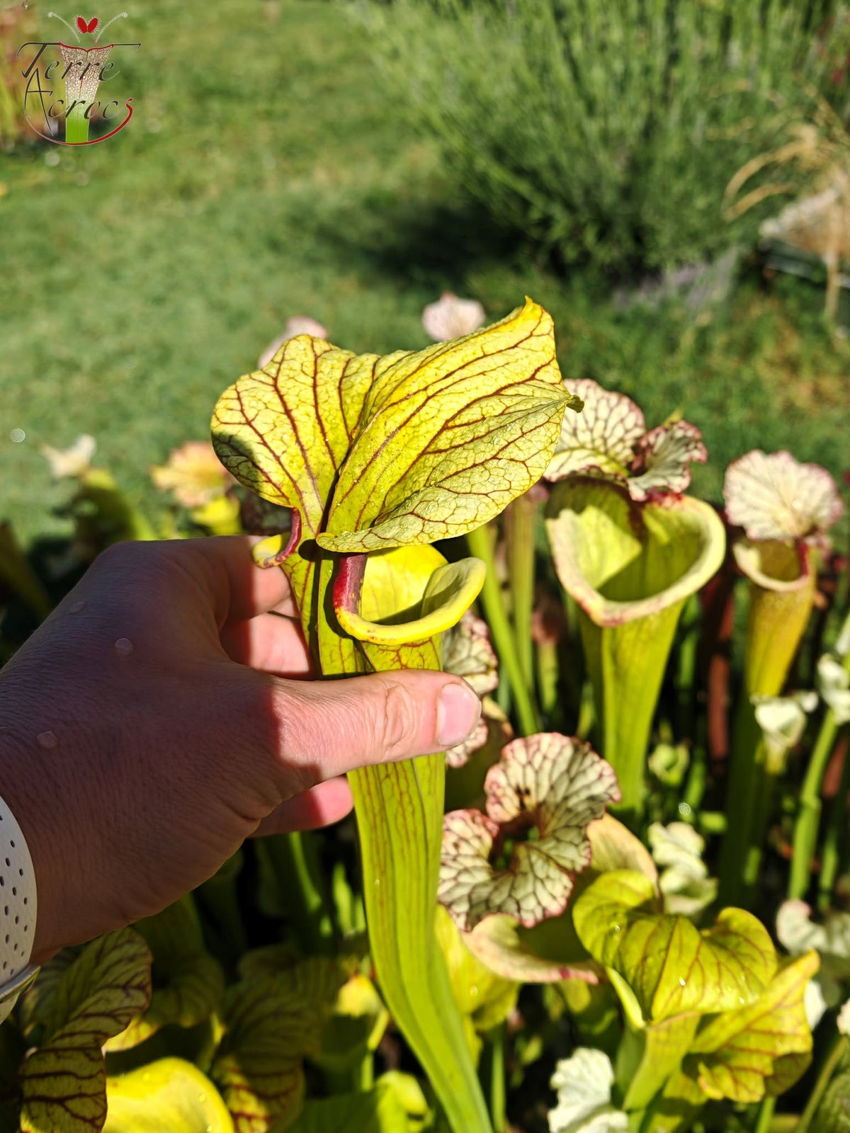 LBU06 Unique hybrid Sarracenia