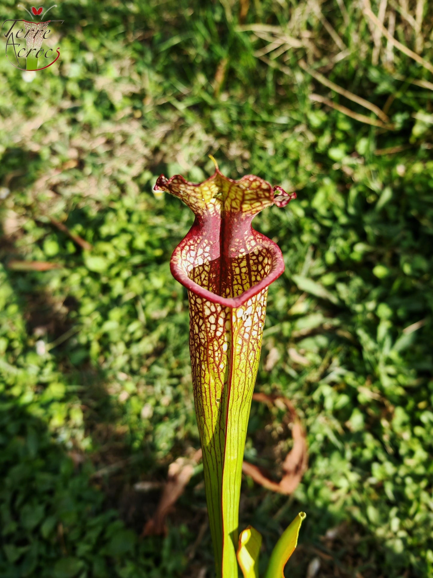 LBU07 Hybride Sarracenia