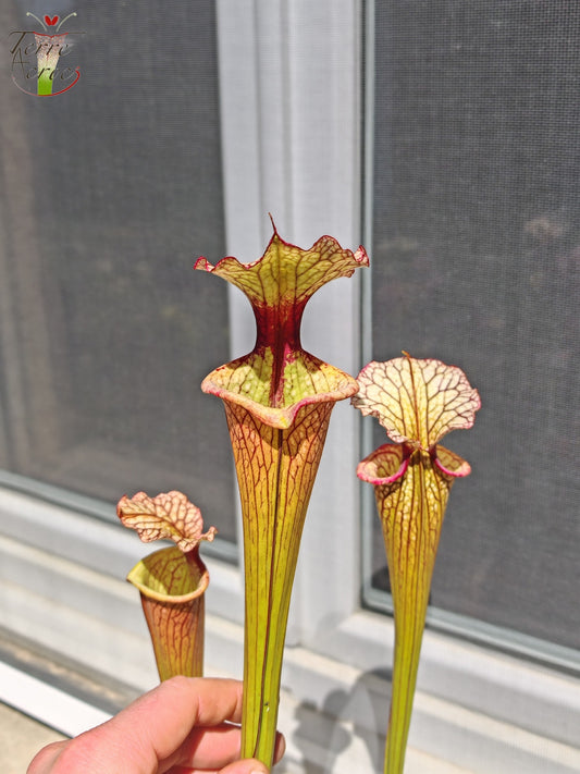 LBU07 Sarracenia hybride