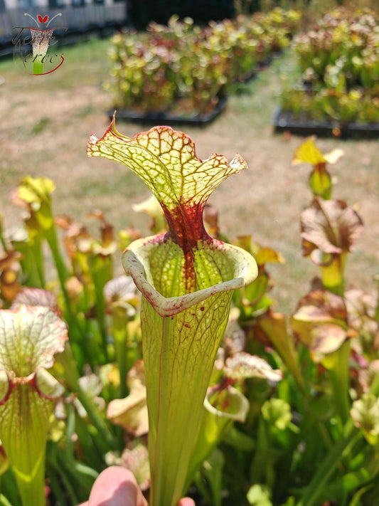 LBU07 Sarracenia hybrid