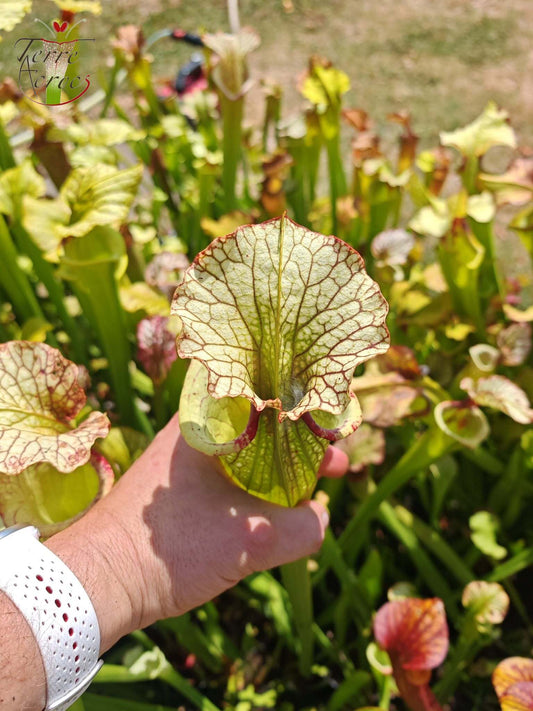 LBU07 Sarracenia hybrid