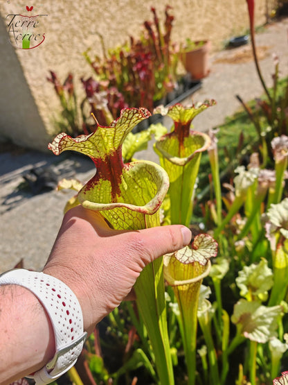 LBU07 Sarracenia hybrid