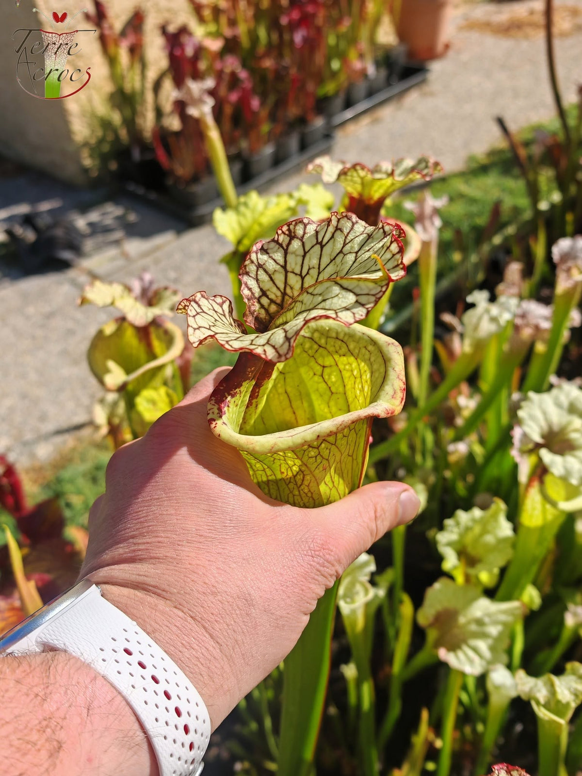 LBU07 Sarracenia hybrid
