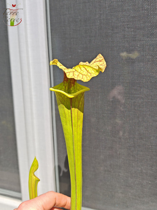 LBU09-04 Sarracenia hybride