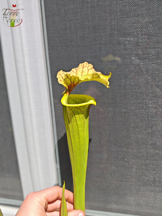 LBU09-04 Sarracenia hybride