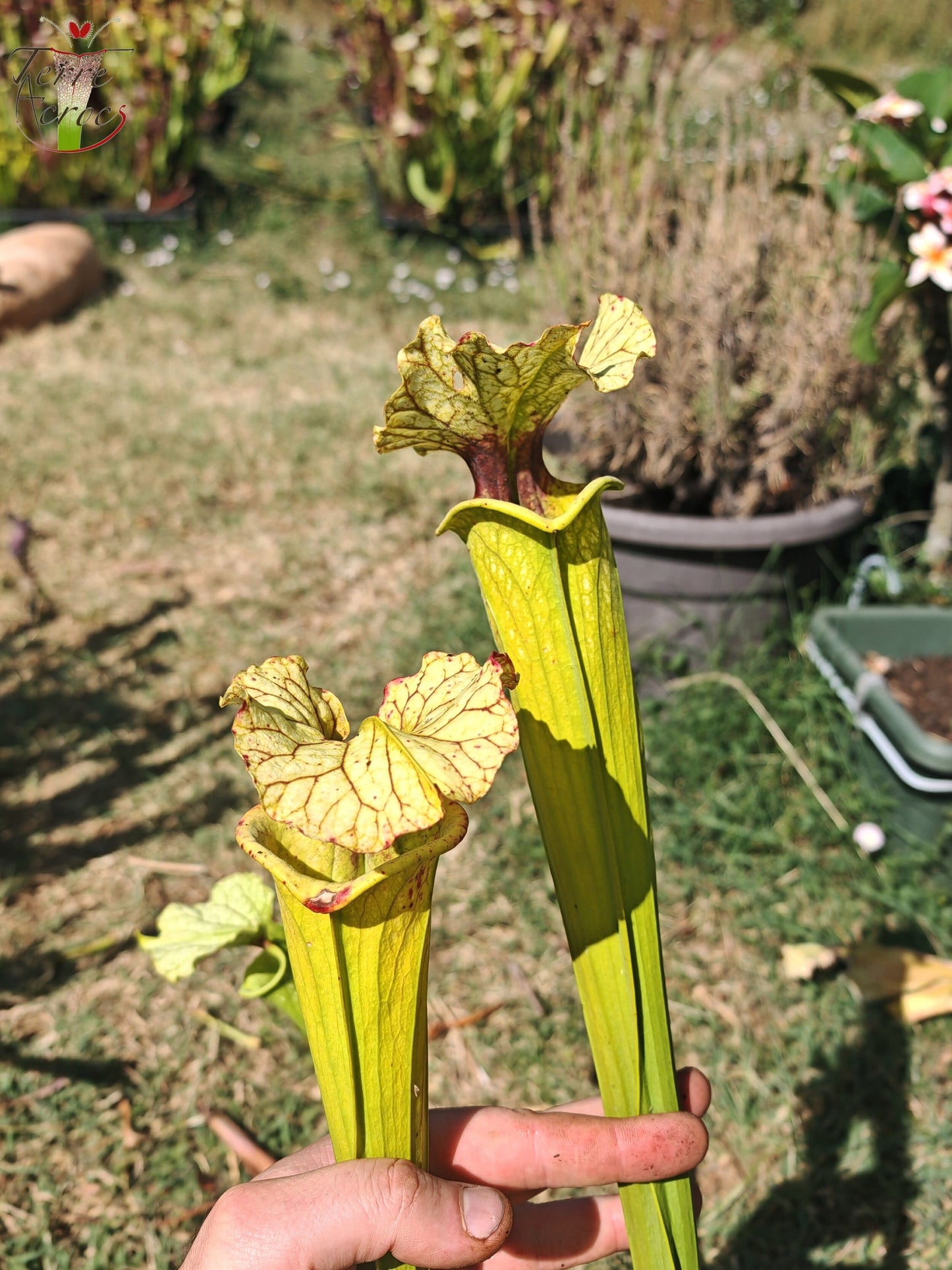 LBU09-04 Sarracenia-Hybrid
