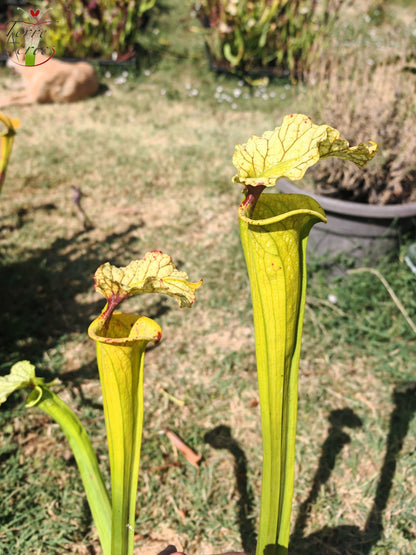 LBU09-04 Sarracenia-Hybrid
