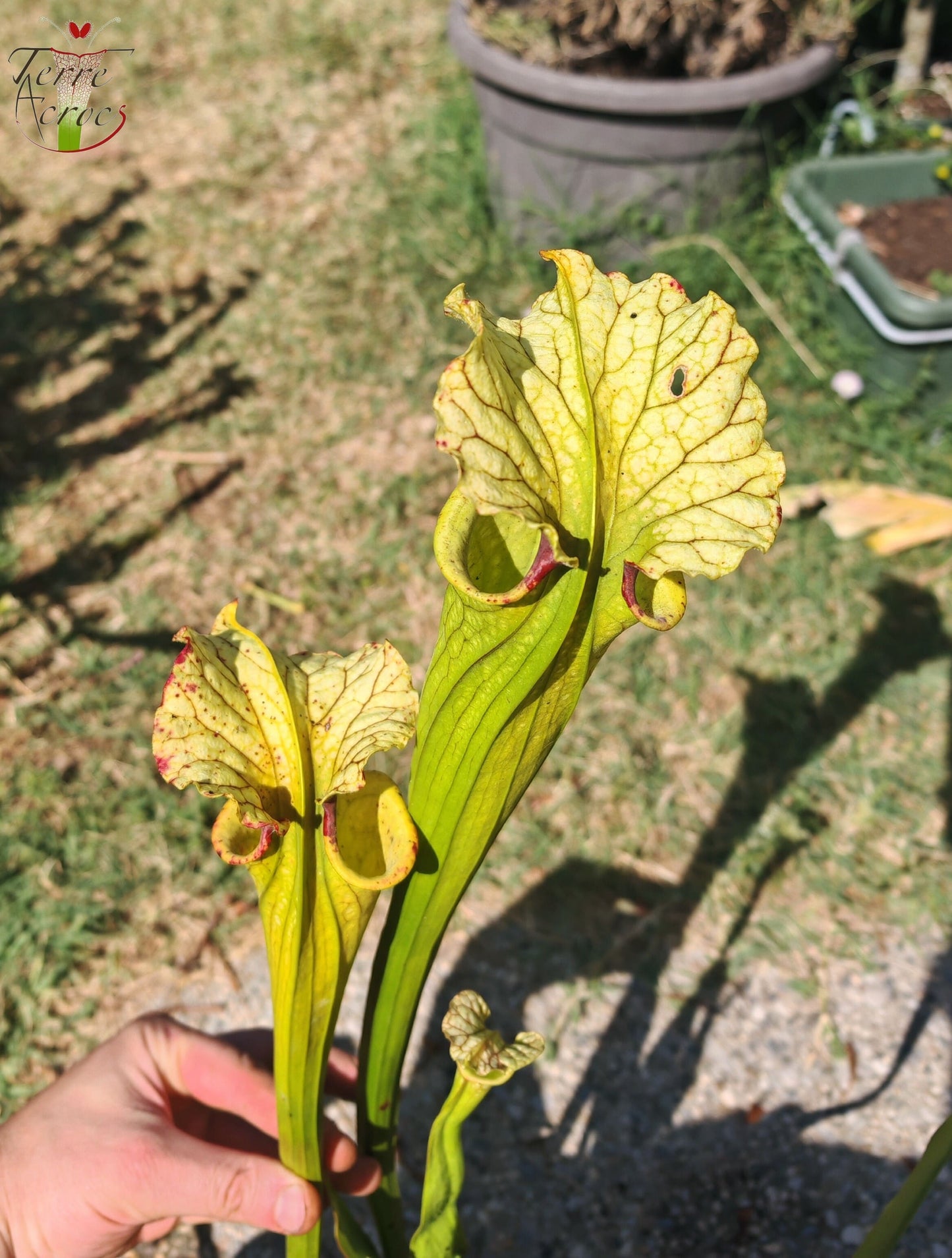 LBU09-04 Sarracenia-Hybrid