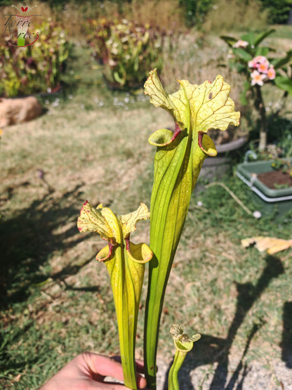 LBU09-04 Sarracenia-Hybrid