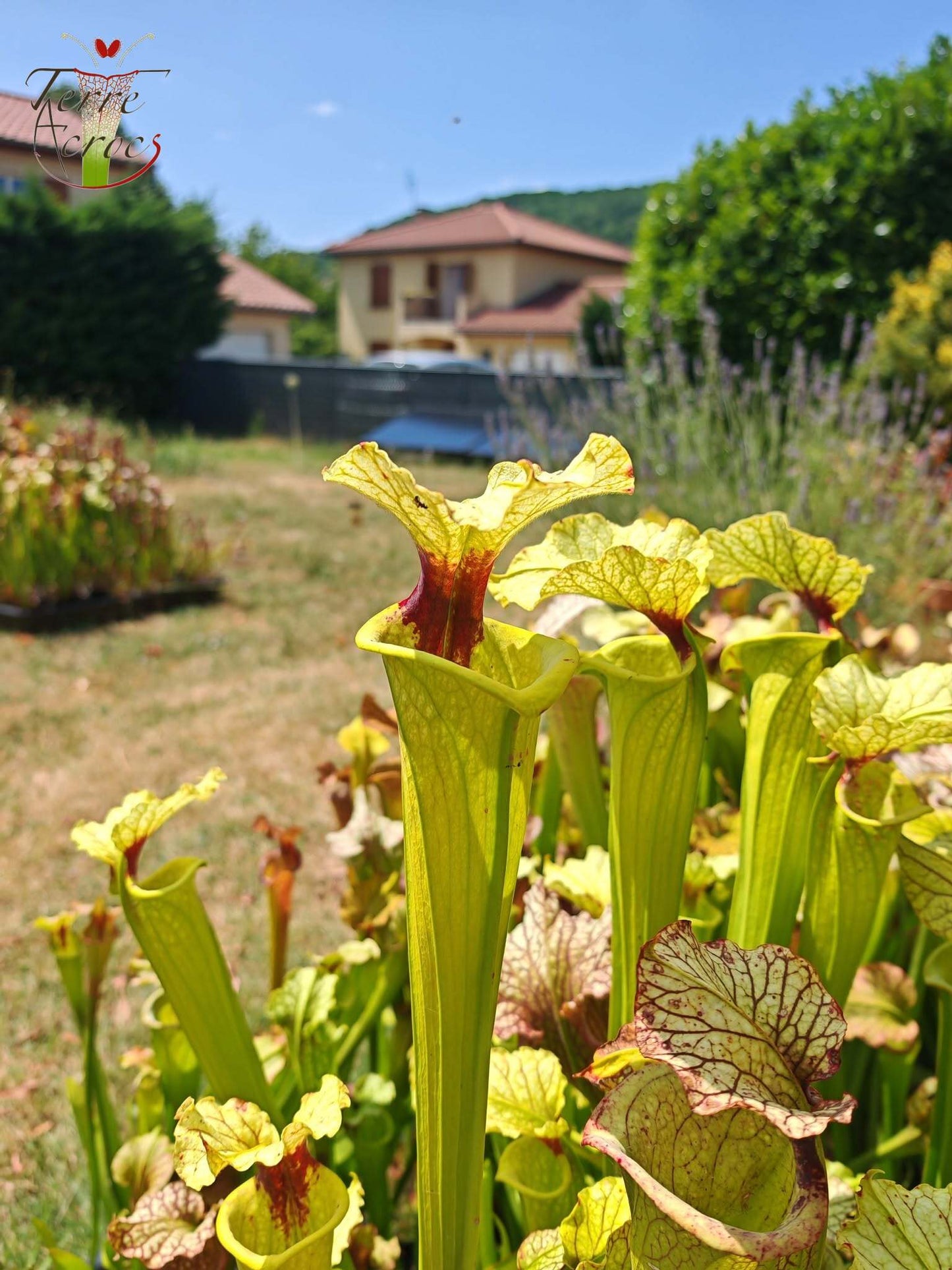 LBU09-04 Sarracenia-Hybrid