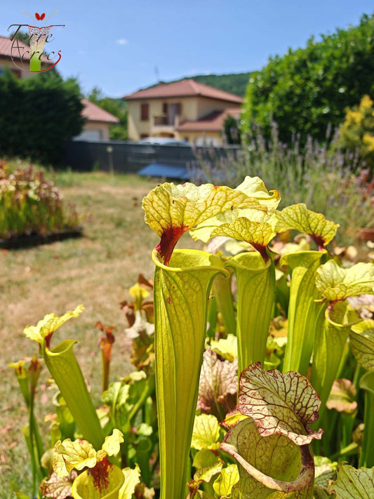LBU09-04 Sarracenia hybrid