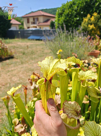 LBU09-04 Sarracenia-Hybrid