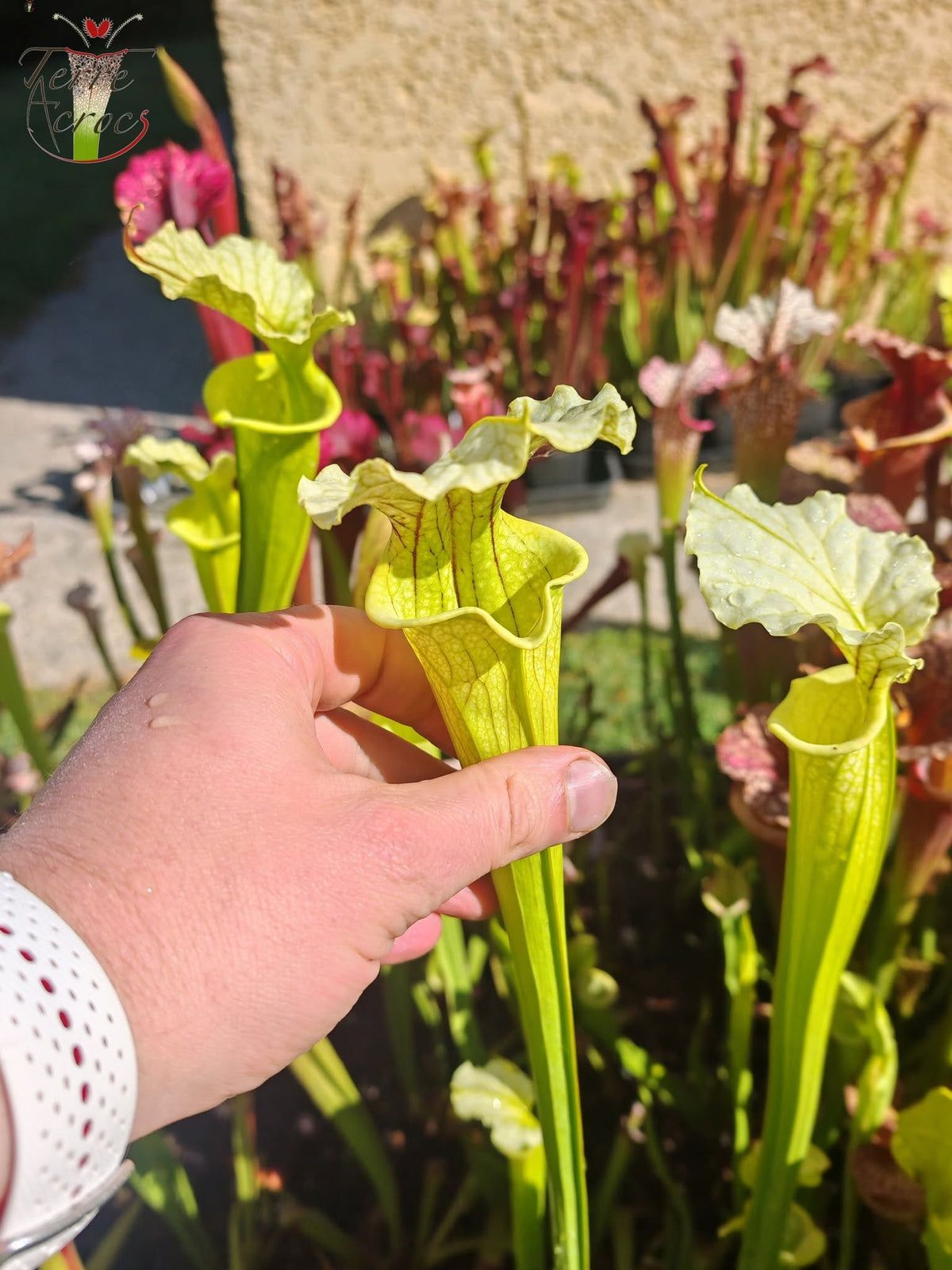 LBU09-04 Sarracenia hybride