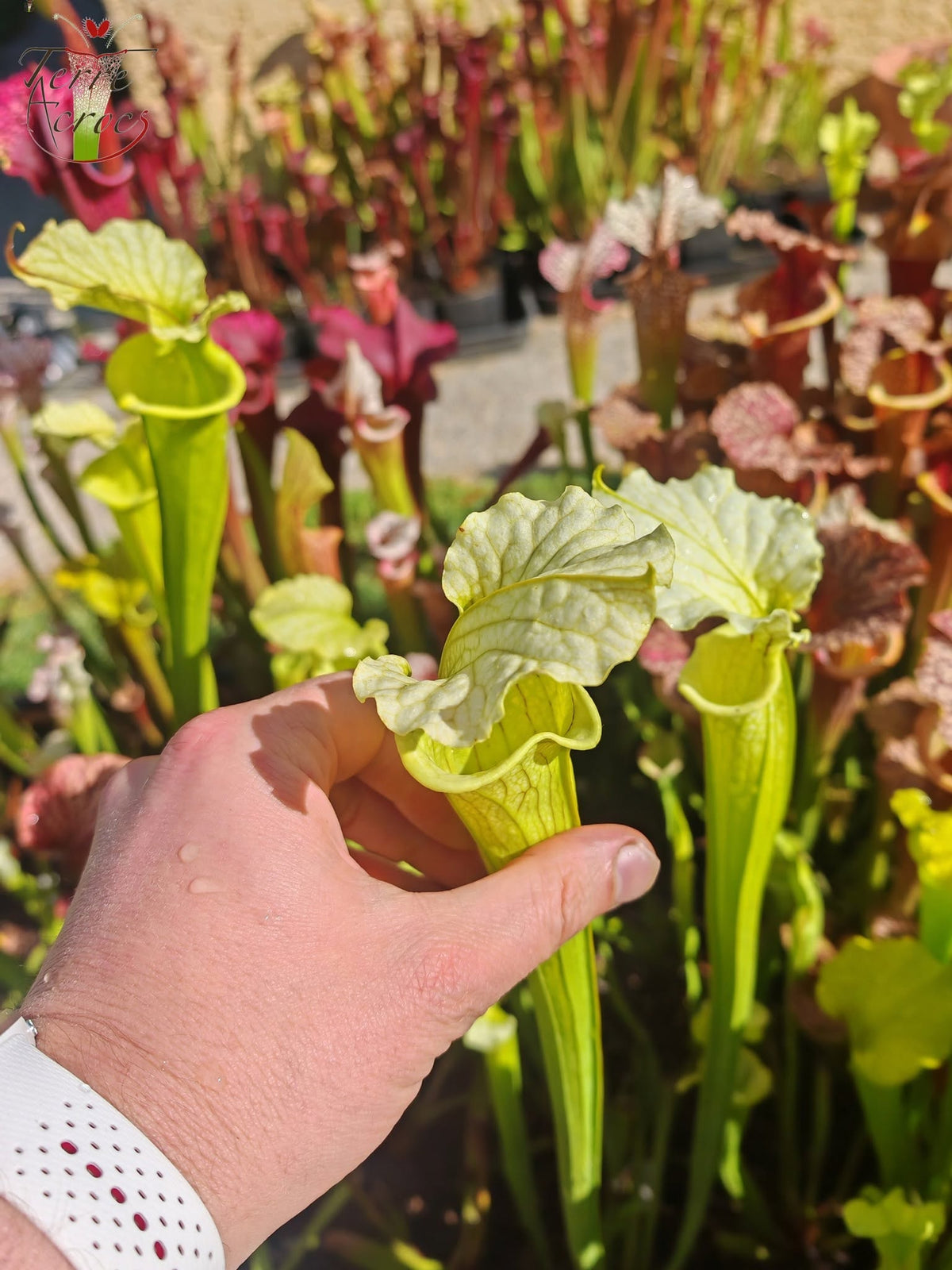 LBU09-04 Sarracenia hybride