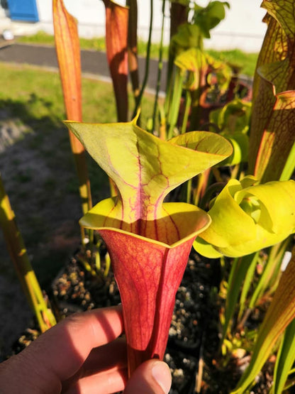 SFA01 Sarracenia flava var. atropurpurea -- All Red