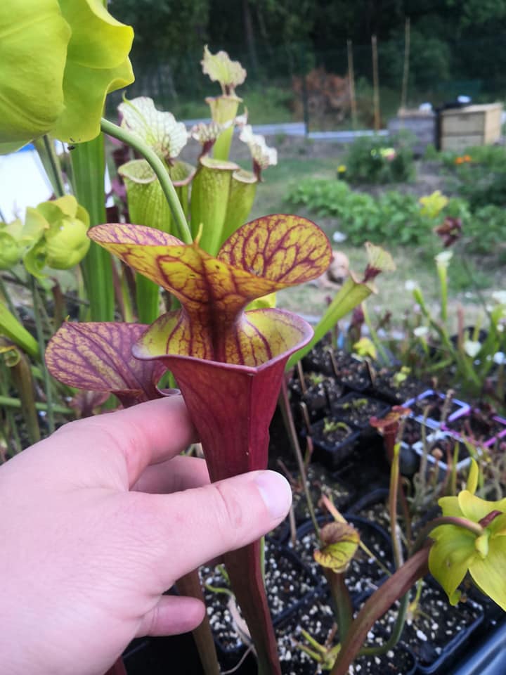 SFA01 Sarracenia flava var. atropurpurea -- All Red