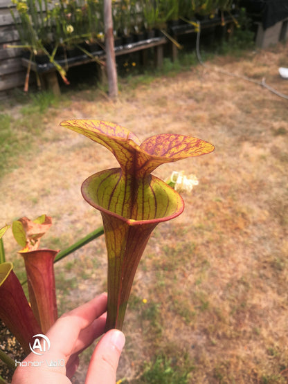 SFA01 Sarracenia flava var. atropurpurea -- All Red