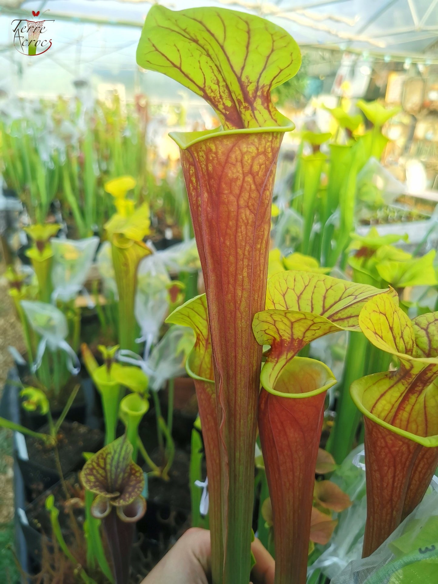 SFA01 Sarracenia flava var. atropurpurea -- All Red