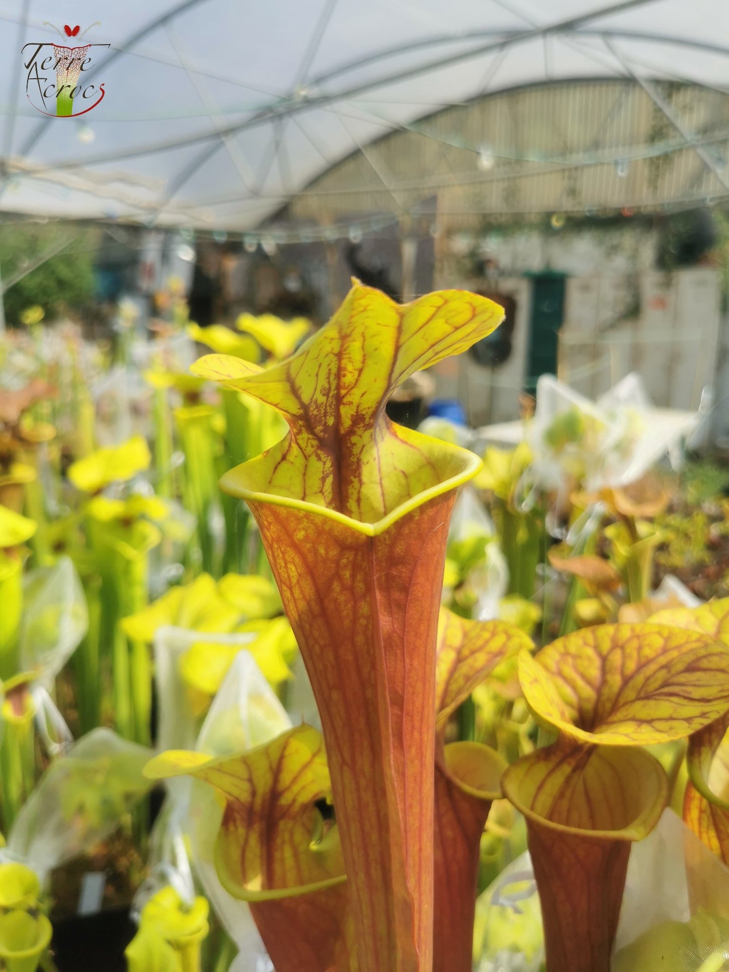 SFA01 Sarracenia flava var. atropurpurea -- All Red