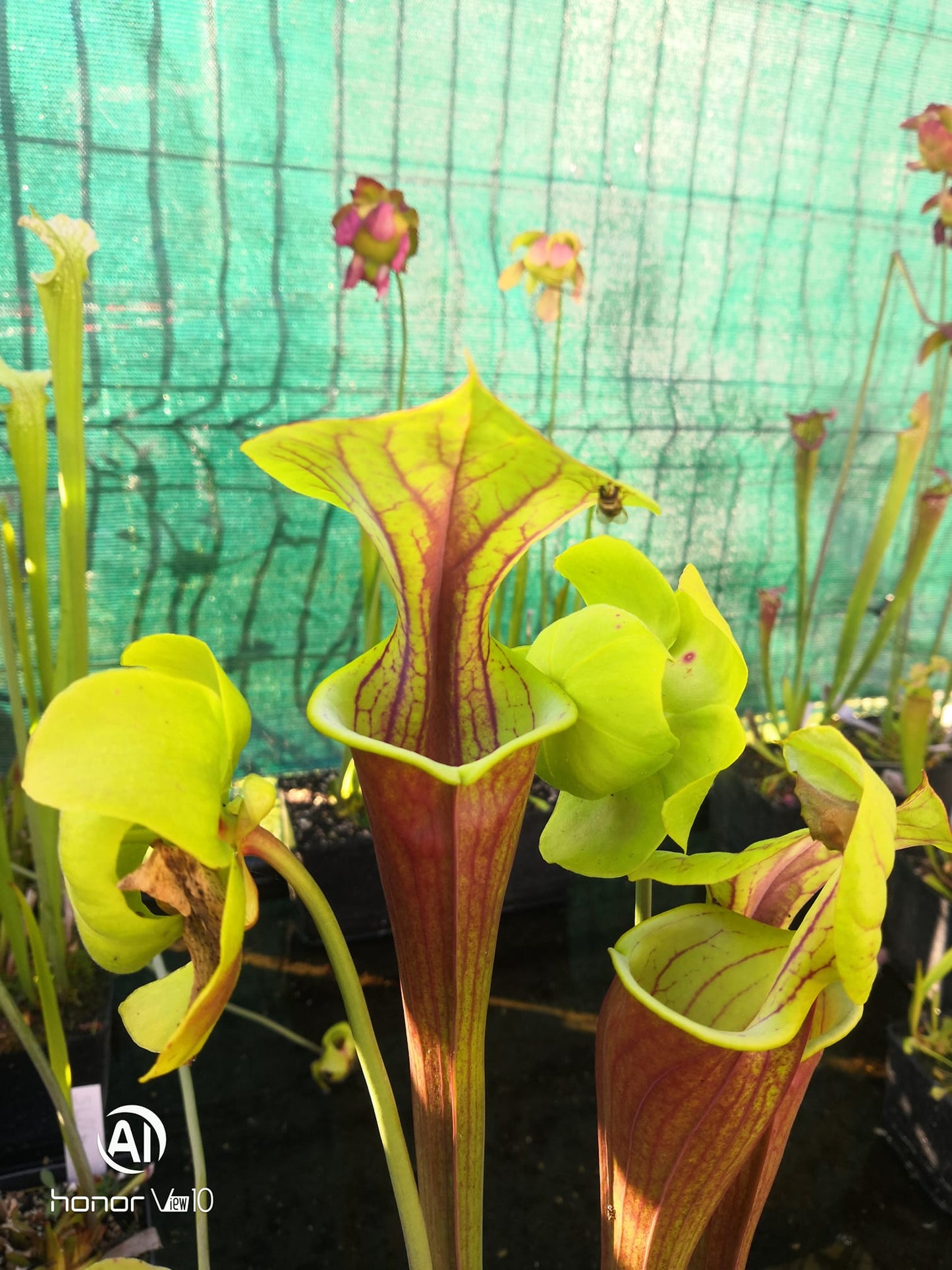 SFA02 Sarracenia flava var atropurpurea -- Don Schnell Clone