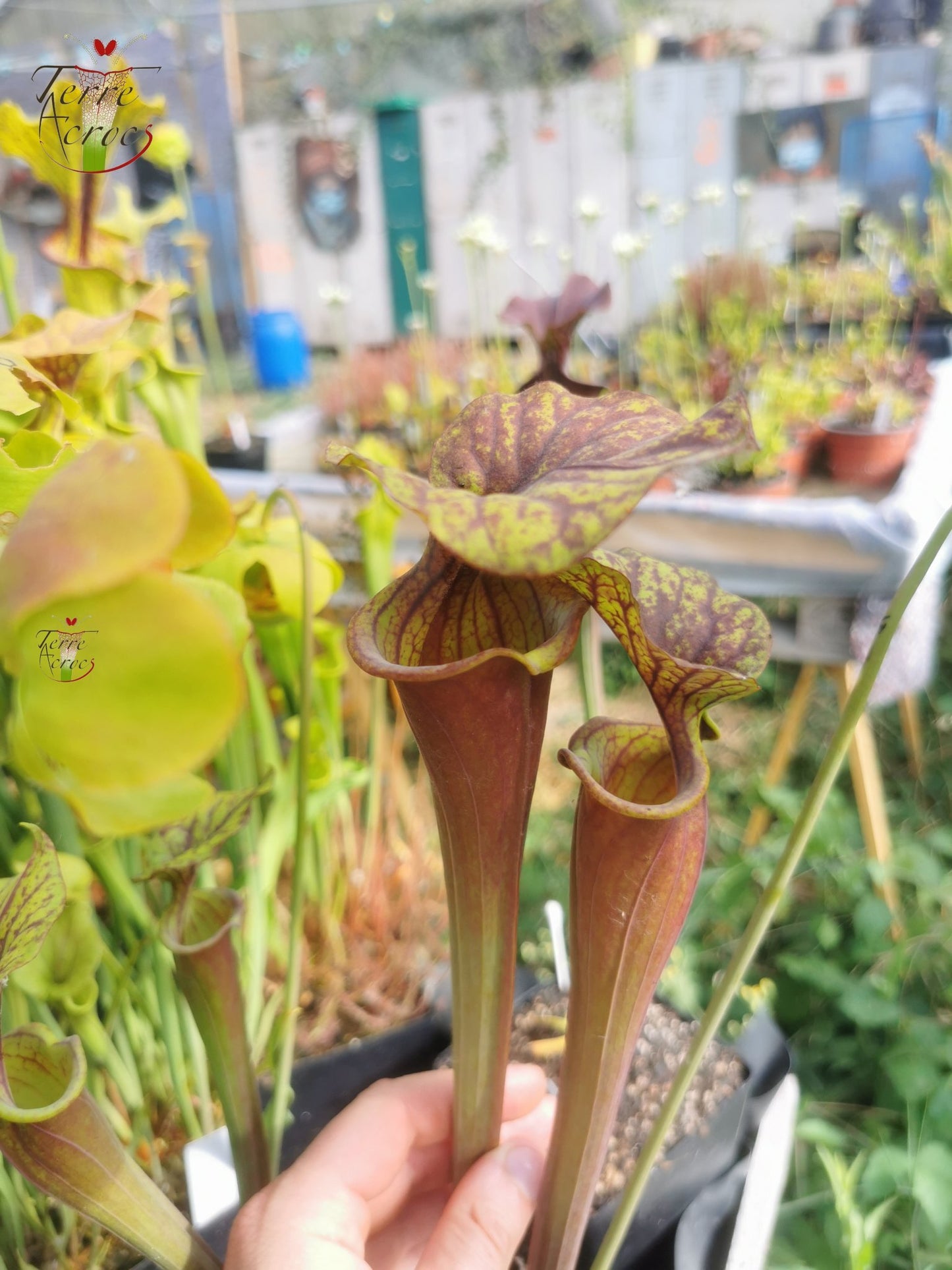 SFA02 Sarracenia flava var atropurpurea -- Don Schnell Clone