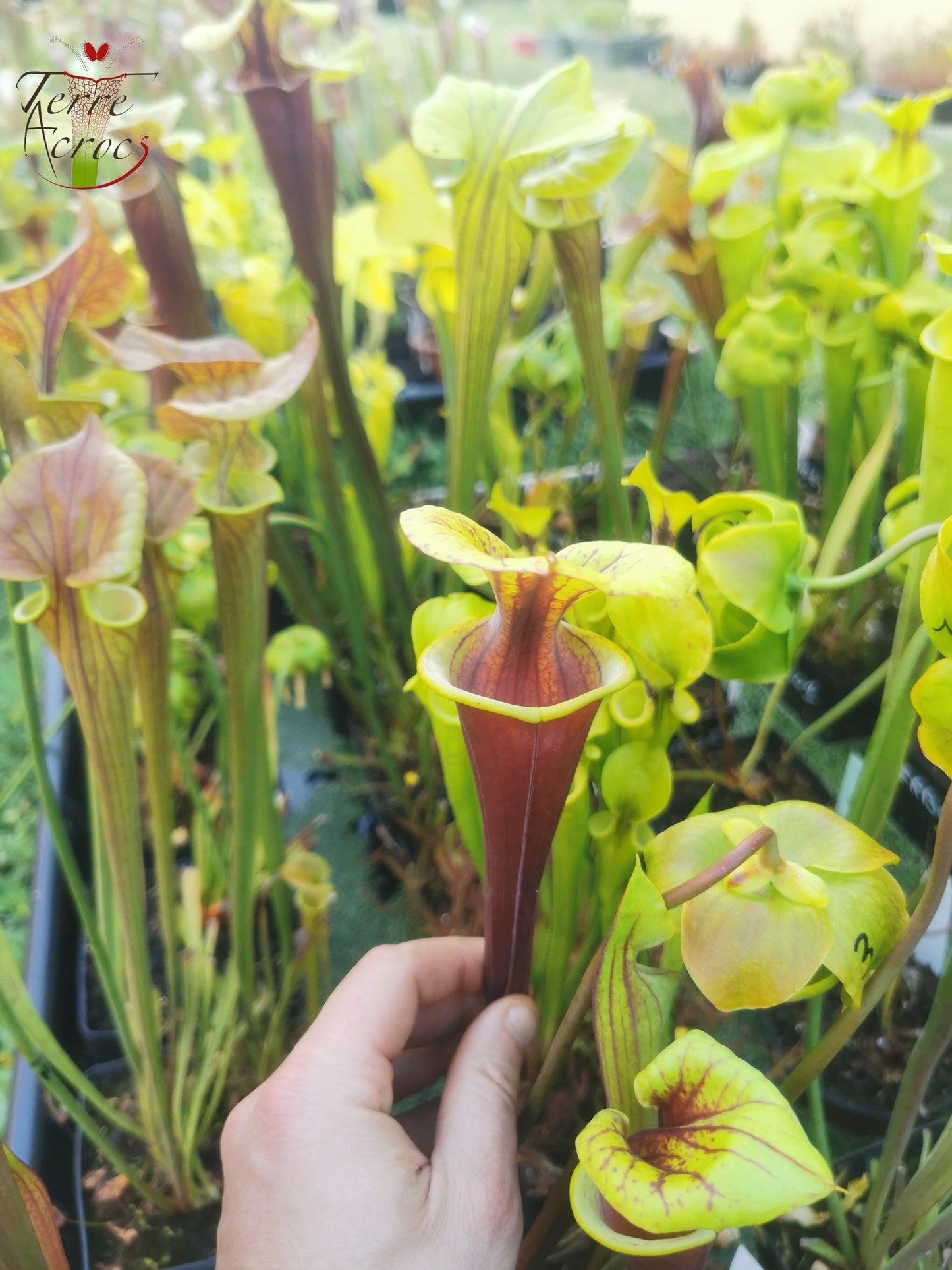 SFA02 Sarracenia flava var atropurpurea -- Don Schnell Clone