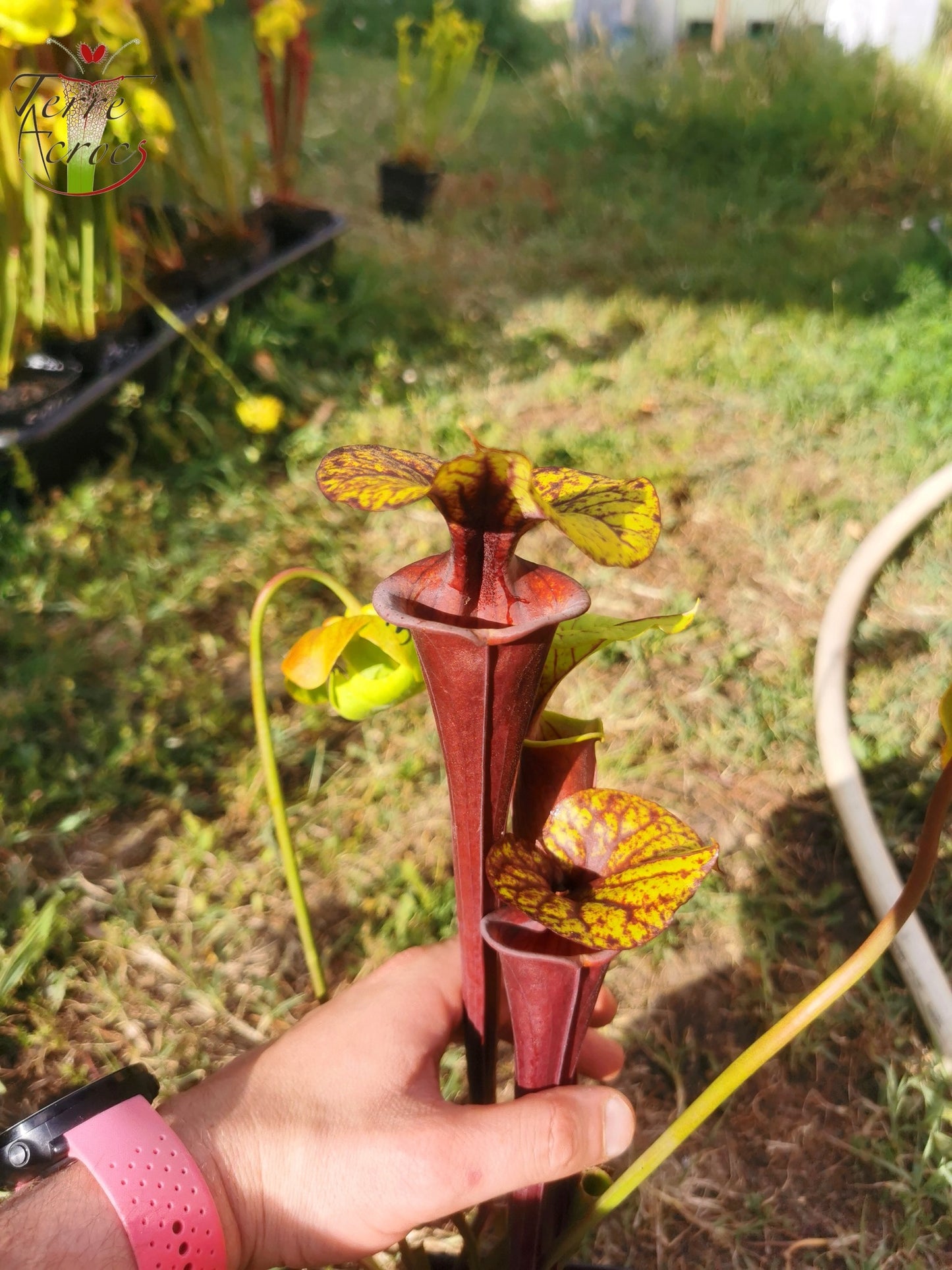 SFA02 Sarracenia flava var atropurpurea -- Don Schnell Clone