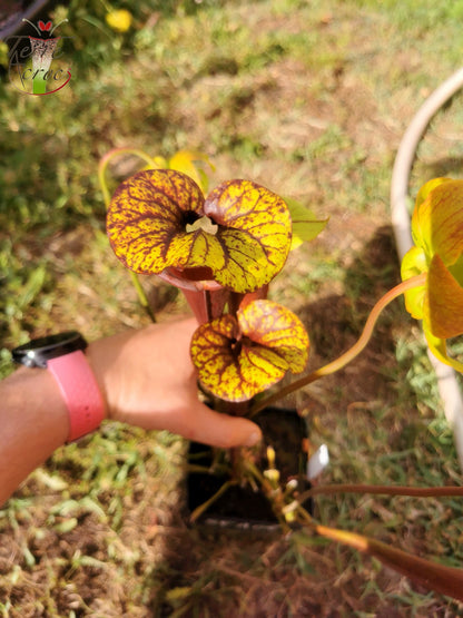 SFA02 Sarracenia flava var atropurpurea -- Don Schnell Clone