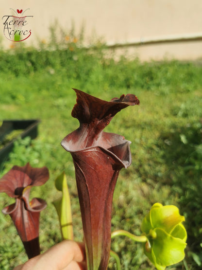 SFA03 Sarracenia flava var. atropurpurea -- (F129B, MSrba)