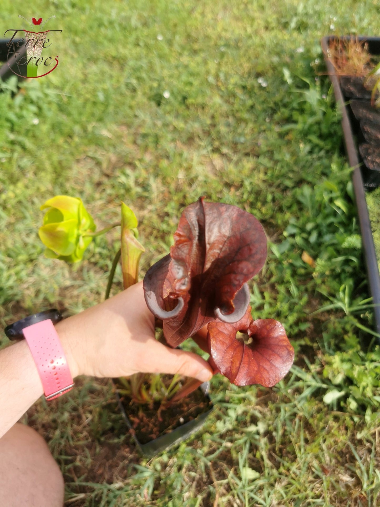 SFA03 Sarracenia flava var. atropurpurea -- (F129B, MSrba)