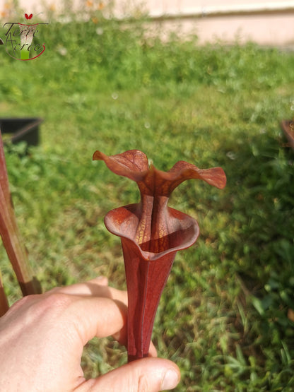 SFA03 Sarracenia flava var. atropurpurea -- (F129B, MSrba)