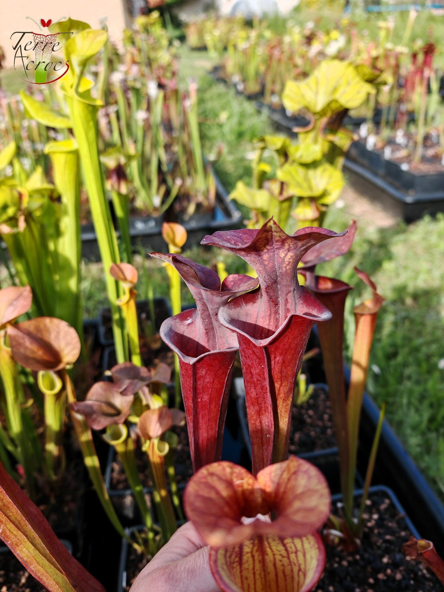 SFA03 Sarracenia flava var. atropurpurea -- (F129B, MSrba)