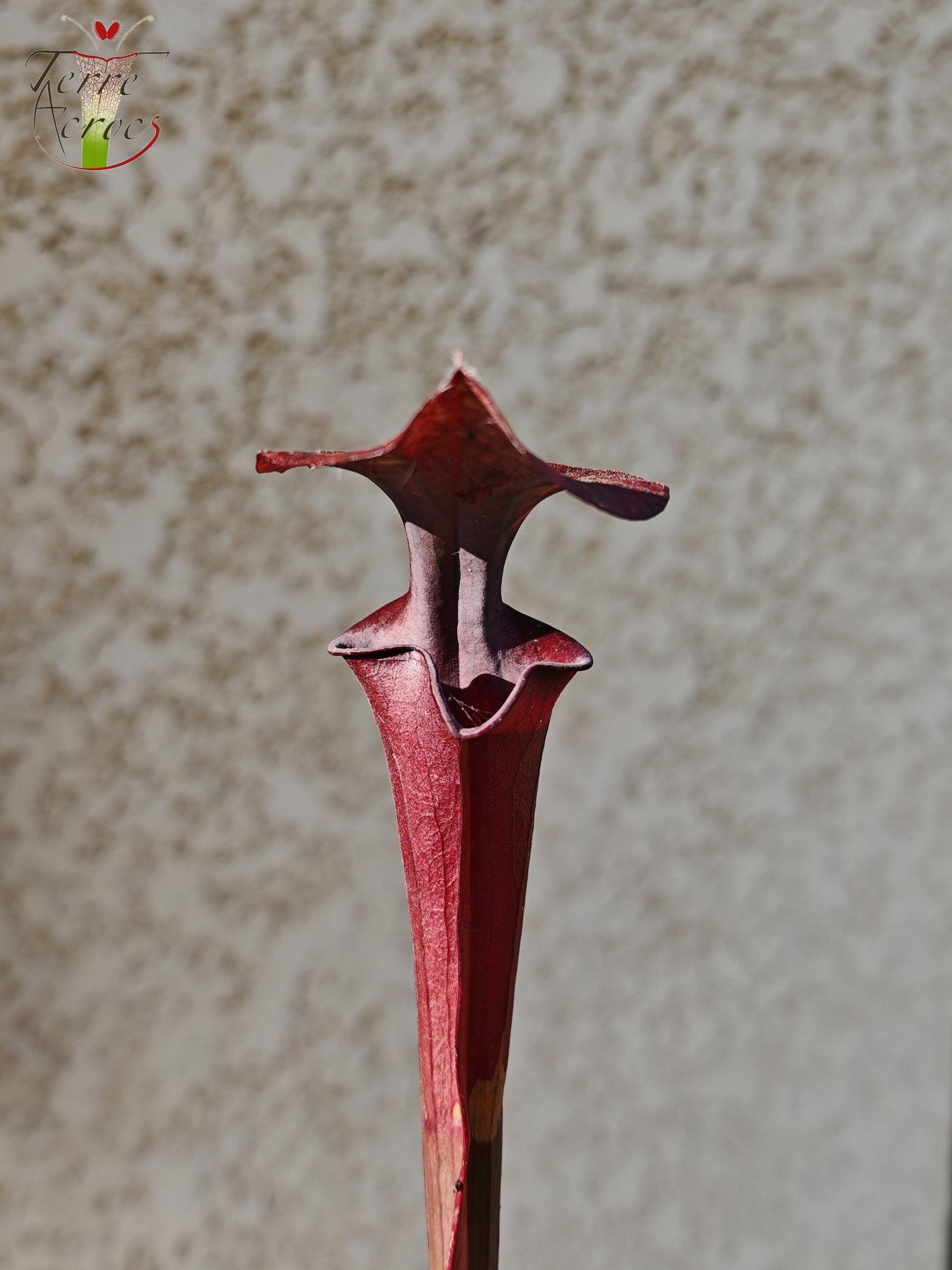 SFA03 Sarracenia flava var. atropurpurea -- (F129B, MSrba)