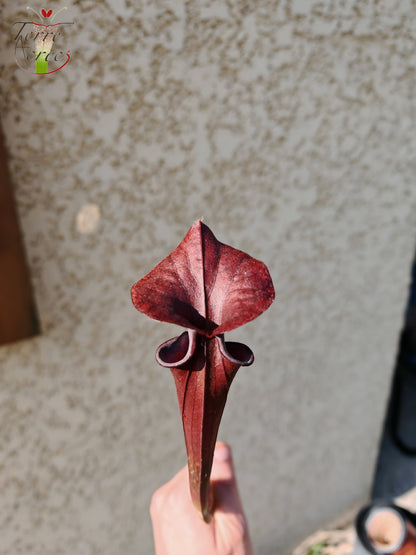 SFA03 Sarracenia flava var. atropurpurea -- (F129B, MSrba)