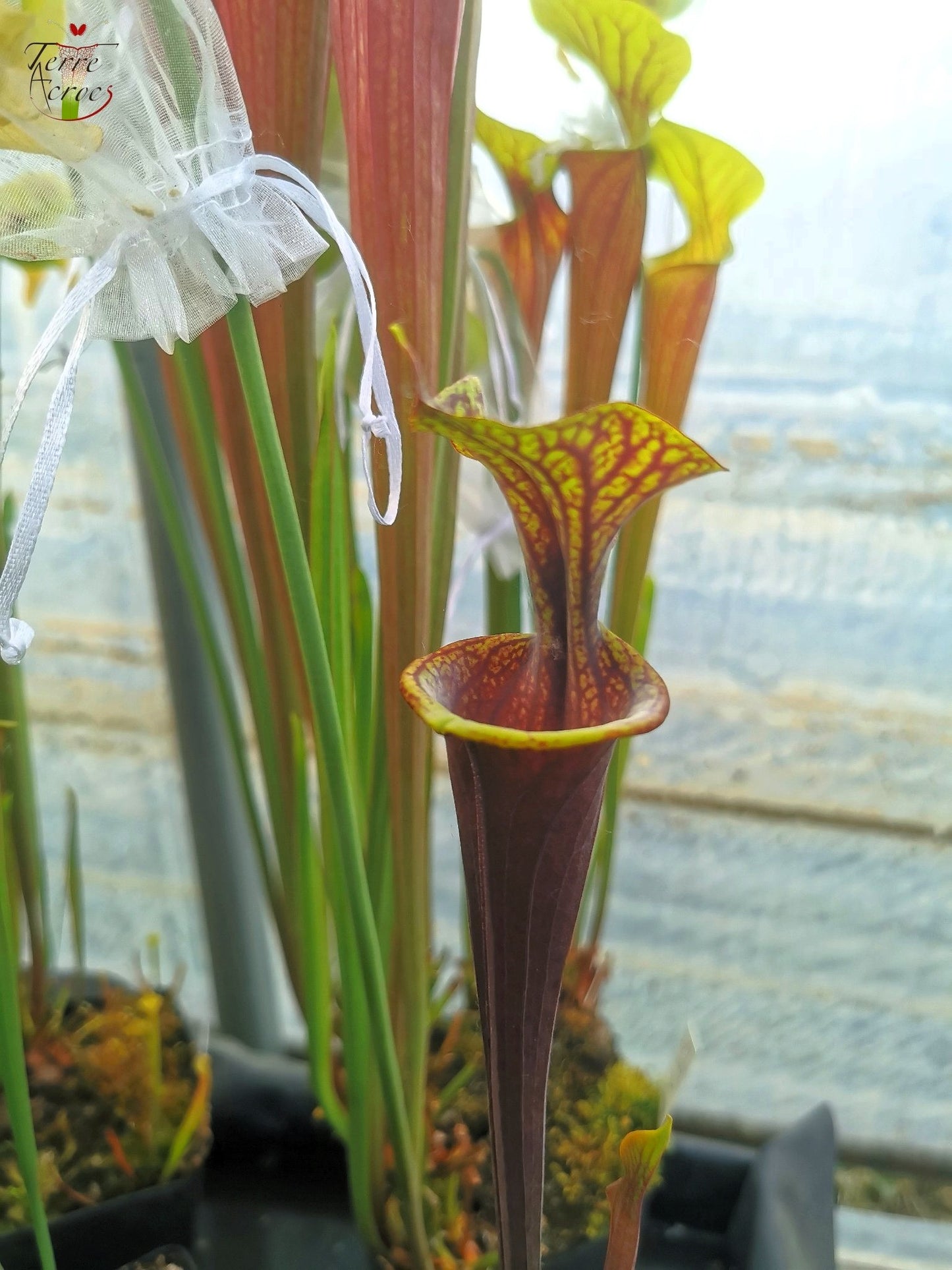 SFA04 Sarracenia flava var. atropurpurea -- Marston Exotics, 1999 (F174 MK)