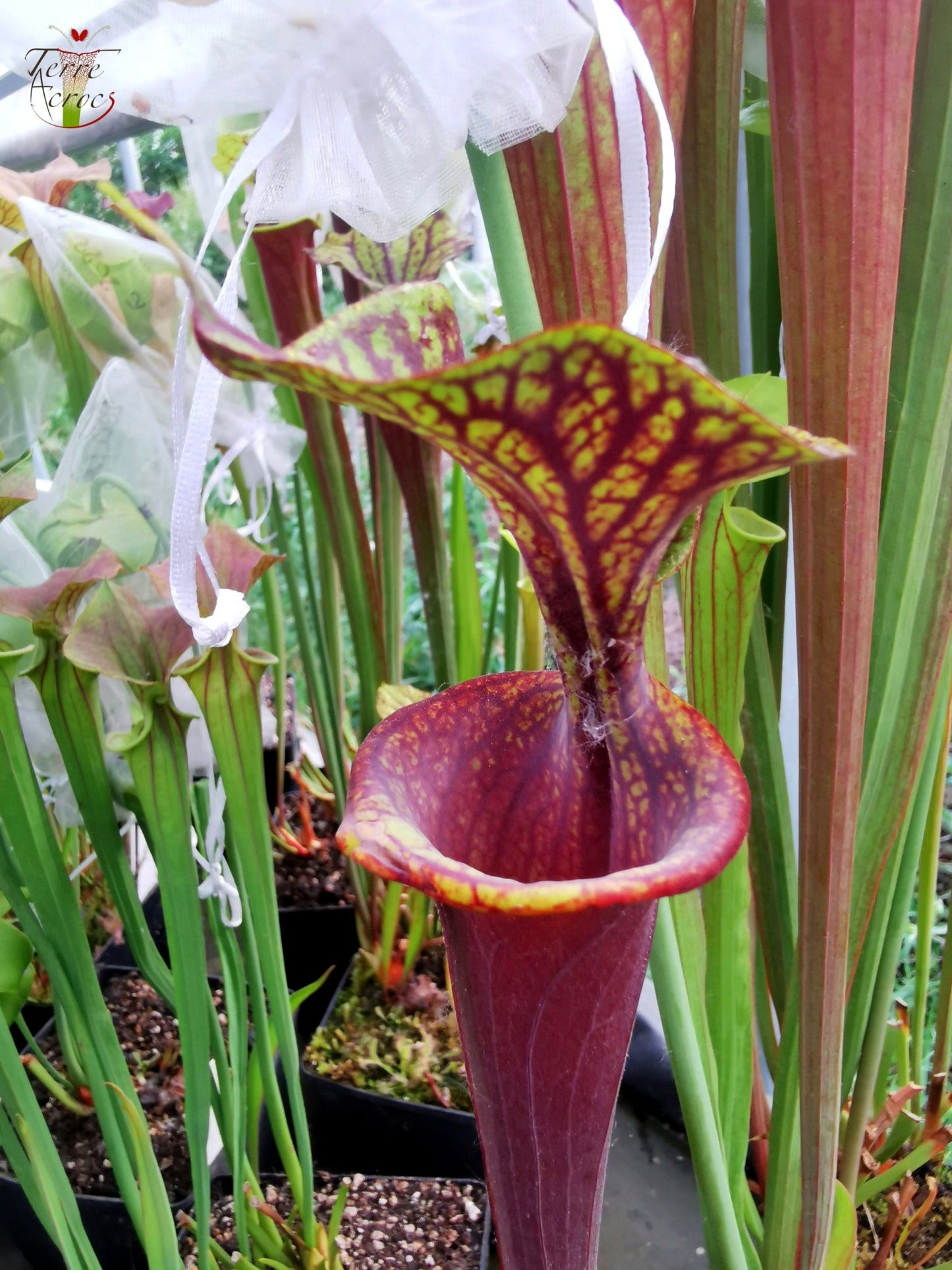 SFA04 Sarracenia flava var. atropurpurea -- Marston Exotics, 1999 (F174 MK)