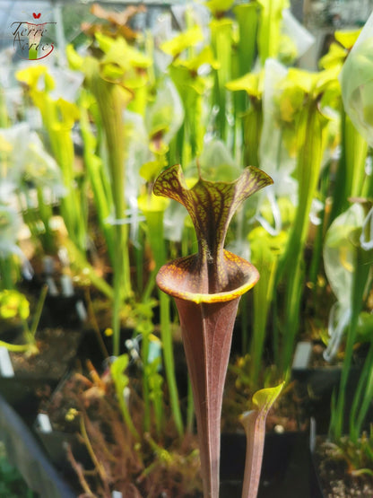 SFA04 Sarracenia flava var. atropurpurea -- Marston Exotics, 1999 (F174 MK)