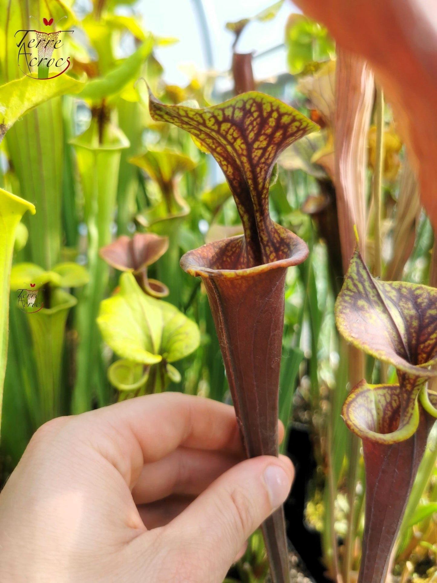 SFA04 Sarracenia flava var. atropurpurea -- Marston Exotics, 1999 (F174 MK)