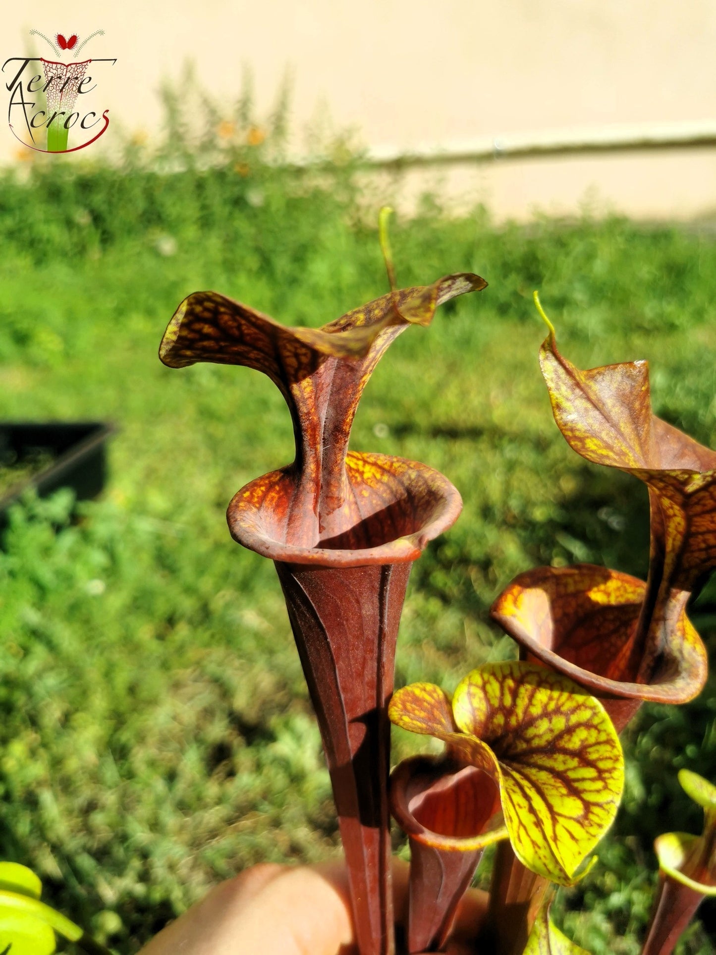 SFA04 Sarracenia flava var. atropurpurea -- Marston Exotics, 1999 (F174 MK)