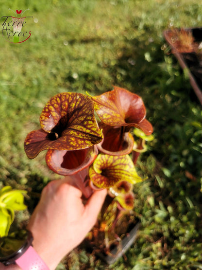 SFA04 Sarracenia flava var. atropurpurea -- Marston Exotics, 1999 (F174 MK)