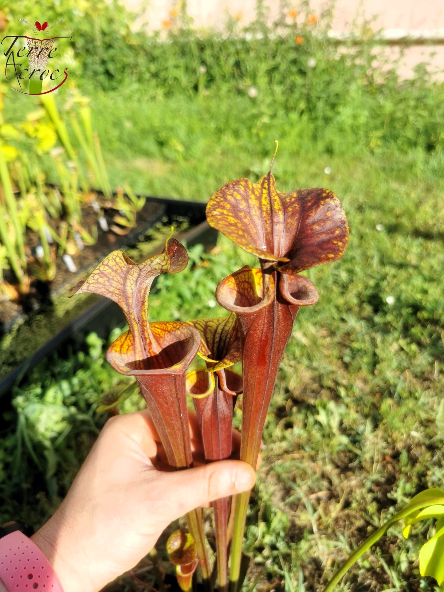 SFA04 Sarracenia flava var. atropurpurea -- Marston Exotics, 1999 (F174 MK)