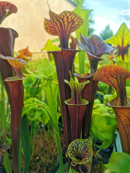 SFA04 Sarracenia flava var. atropurpurea -- Marston Exotics, 1999 (F174 MK)