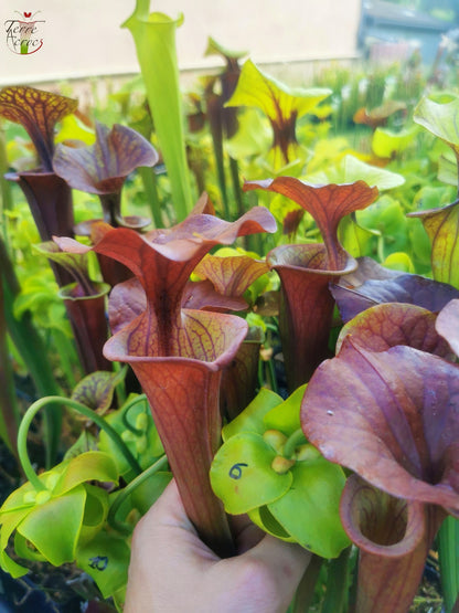 SFA05 S. flava var. atropurpurea -- (All red form, Blackwater River State Forest, FLW, (F27A, MK) x “Kimber Red Ruffles”(F195, MK))